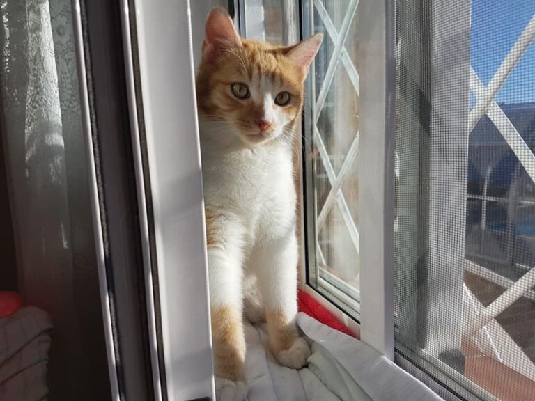 multimedia-foto55046-953-1