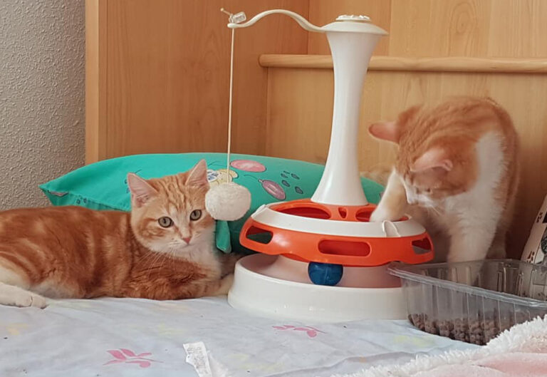 multimedia-foto55047-953-1