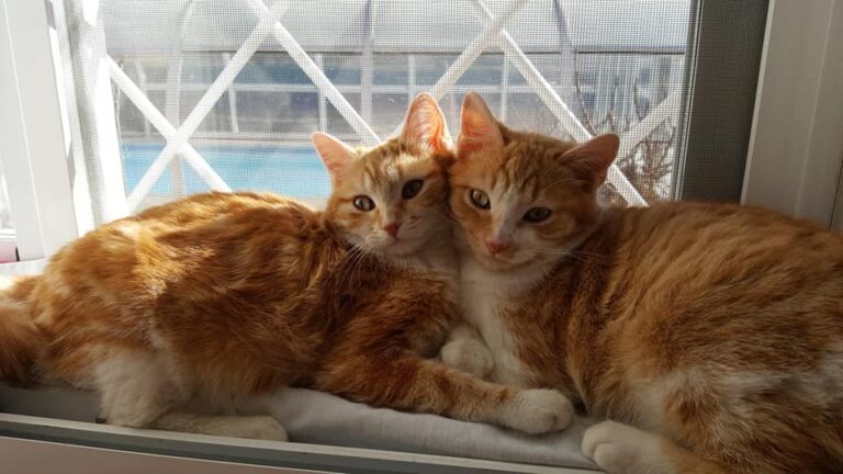 multimedia-foto55048-954-1