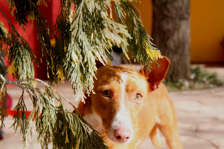 multimedia-foto55055-88-1