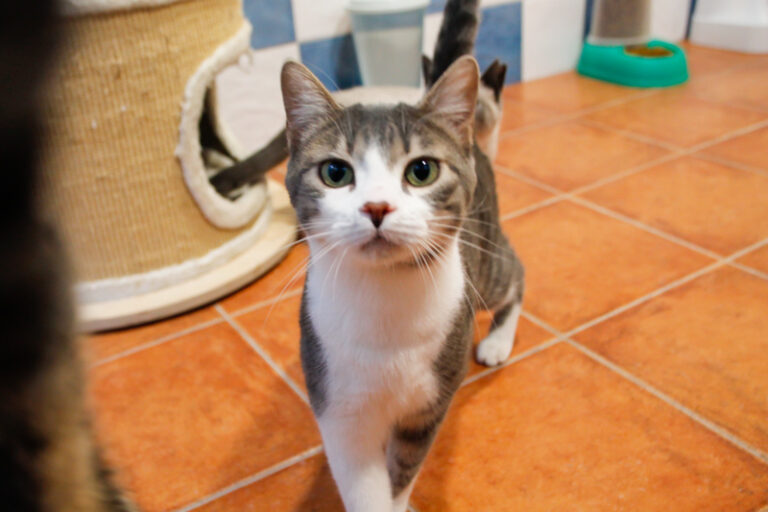 multimedia-foto55200-681-1