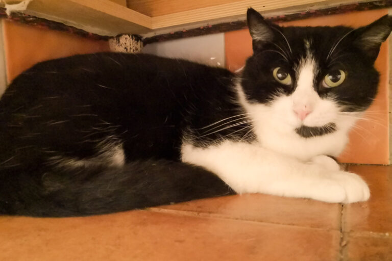 multimedia-foto55209-201-1