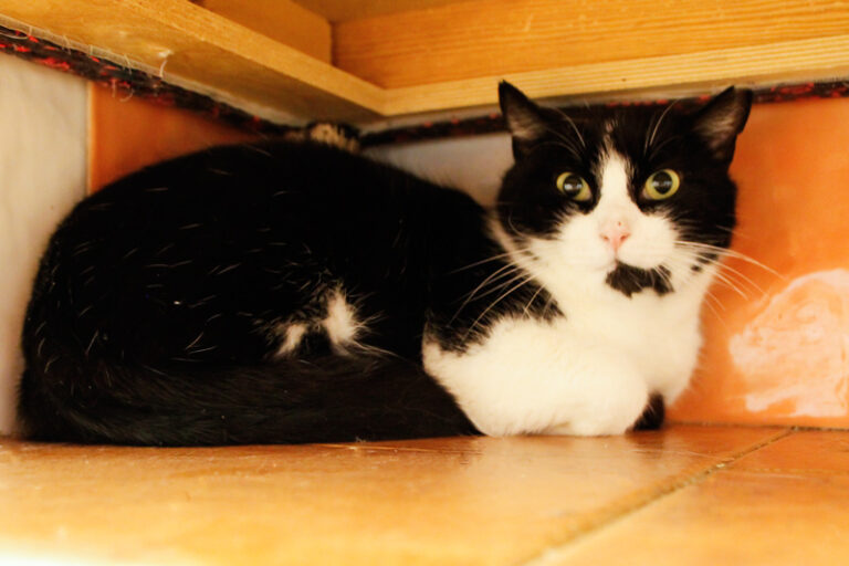 multimedia-foto55210-201-1