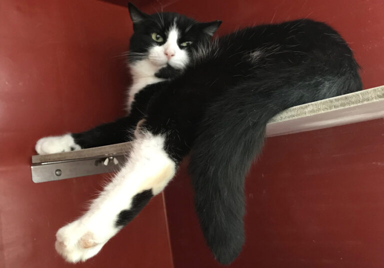 multimedia-foto55213-201-1