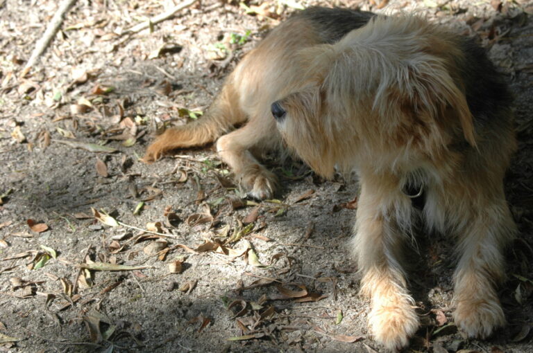 multimedia-foto55235-614-1