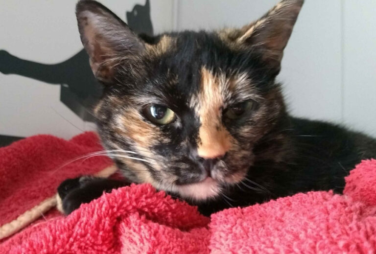 multimedia-foto55247-778-1