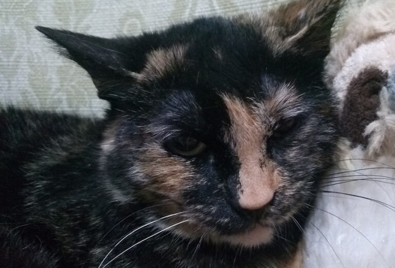 multimedia-foto55248-778-1