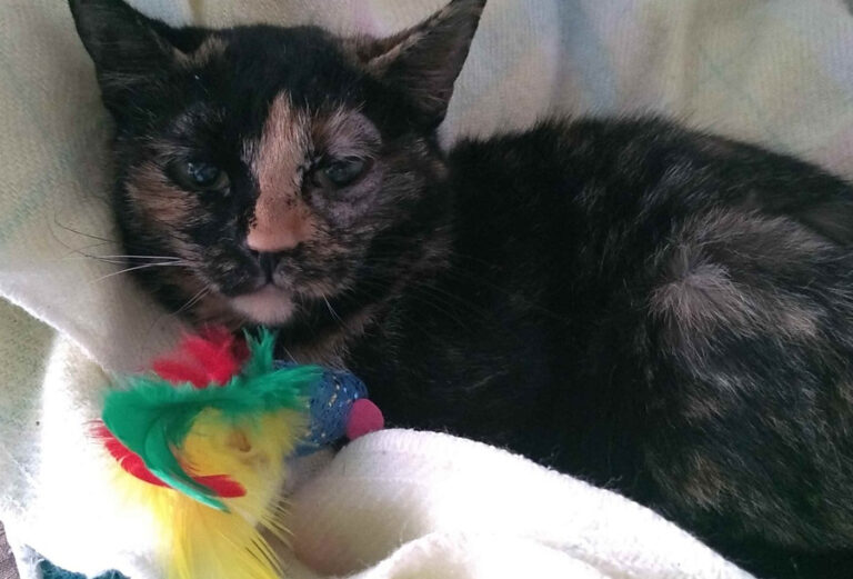 multimedia-foto55251-779-1