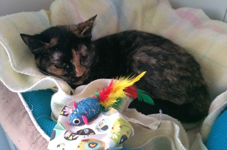 multimedia-foto55253-779-1