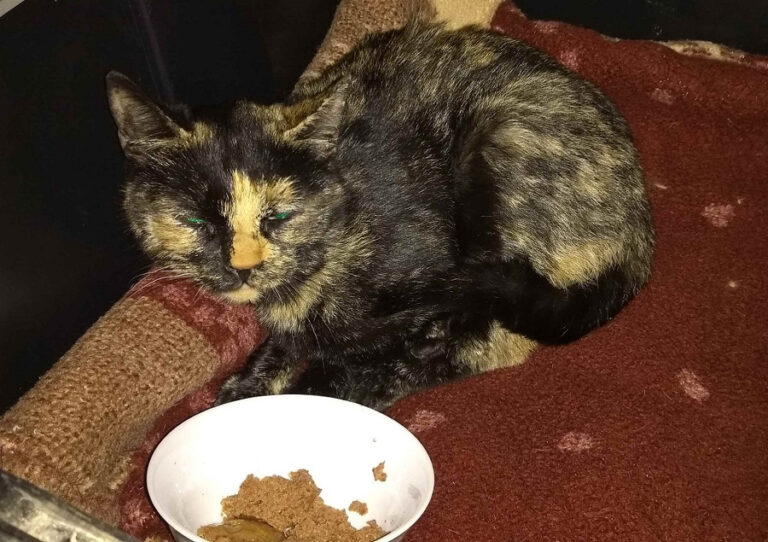 multimedia-foto55254-780-1