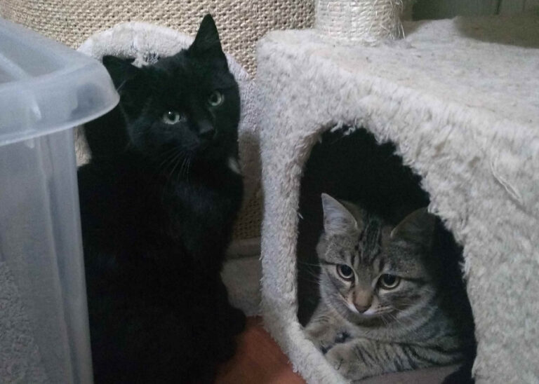 multimedia-foto55280-102-1