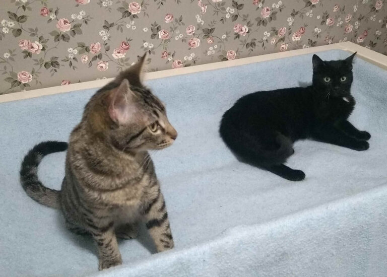 multimedia-foto55285-103-1