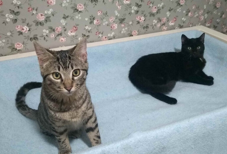 multimedia-foto55286-103-1