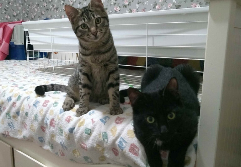 multimedia-foto55288-103-1