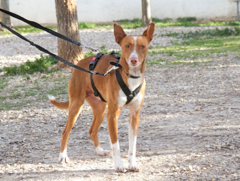 multimedia-foto55301-868-1