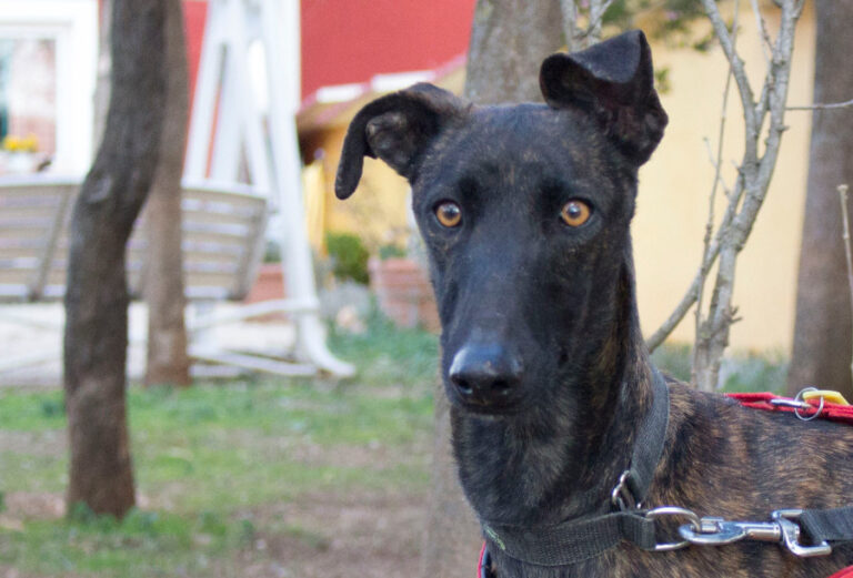 multimedia-foto55339-930-1