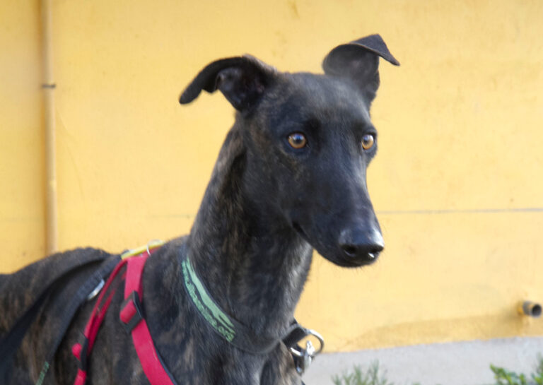 multimedia-foto55340-930-1