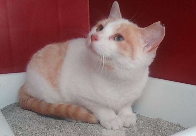 multimedia-foto55342-658-1