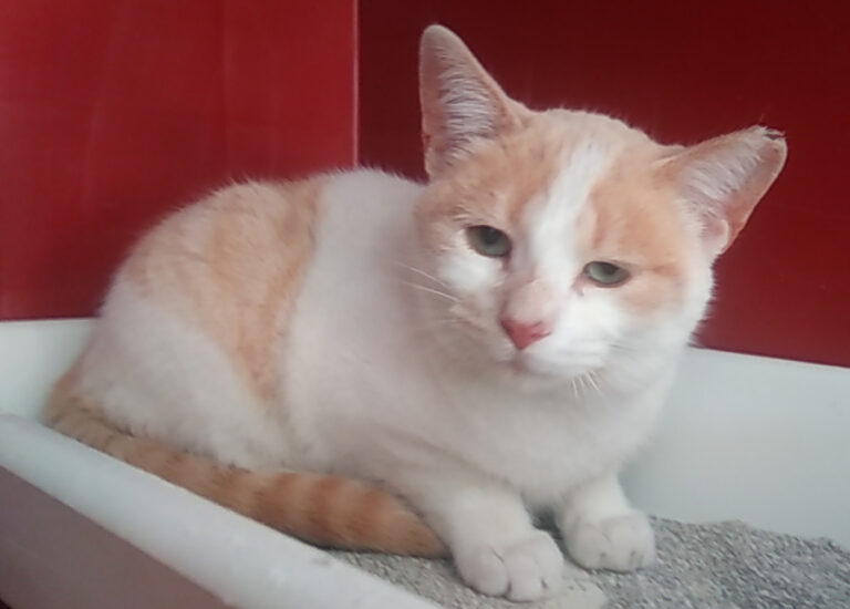 multimedia-foto55344-659-1