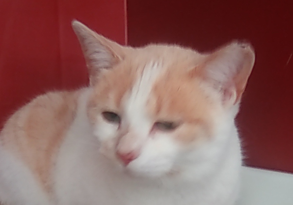 multimedia-foto55345-659-1