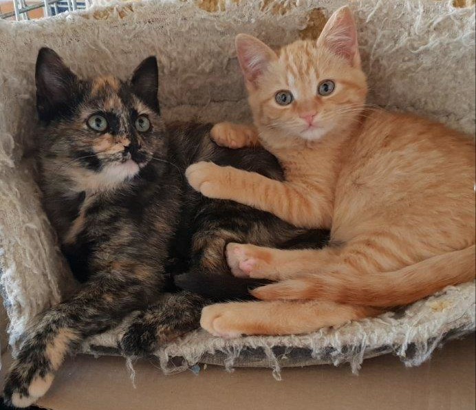 multimedia-foto55359-121-1