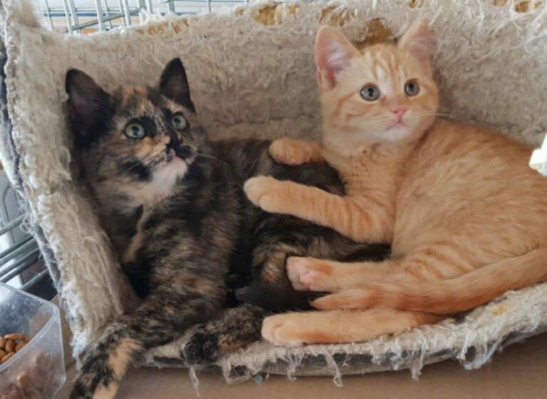 multimedia-foto55360-121-1