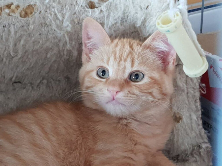 multimedia-foto55361-313-1