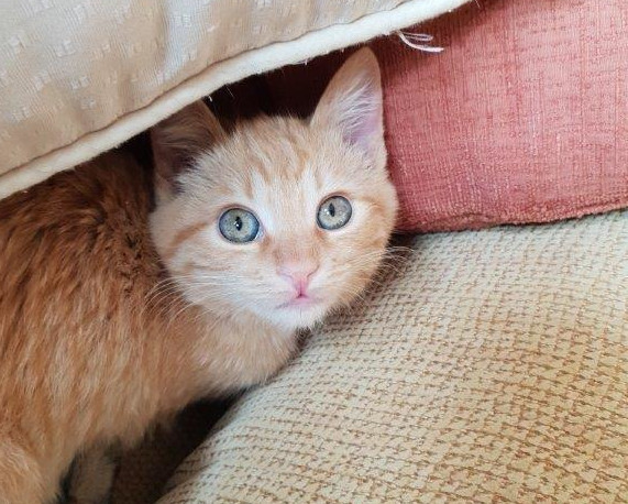 multimedia-foto55363-314-1