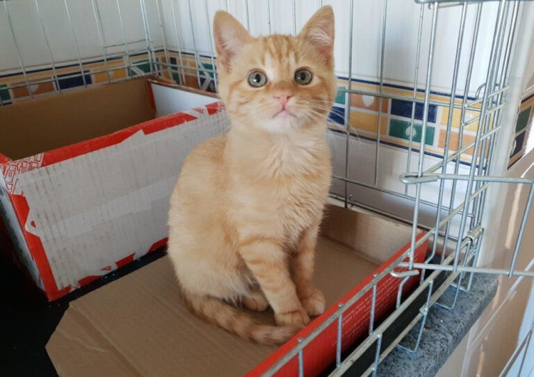 multimedia-foto55364-314-1