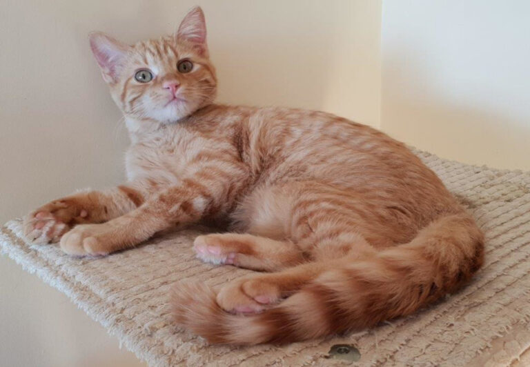 multimedia-foto55369-315-1