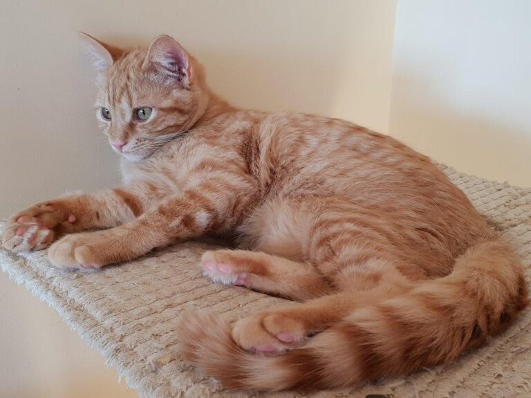 multimedia-foto55370-315-1