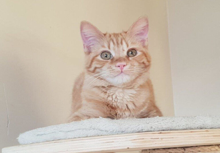 multimedia-foto55371-315-1