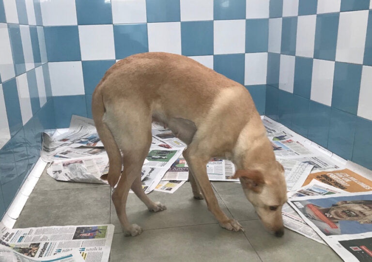 multimedia-foto55381-922-1