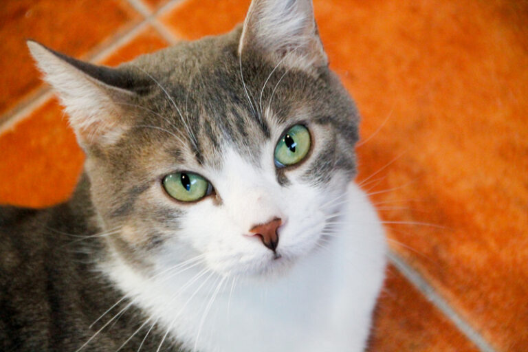 multimedia-foto55570-129-1