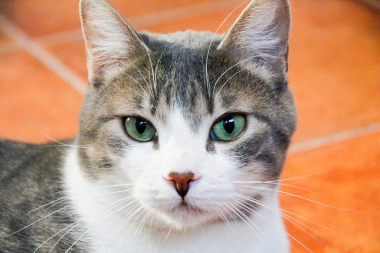 multimedia-foto55572-129-1