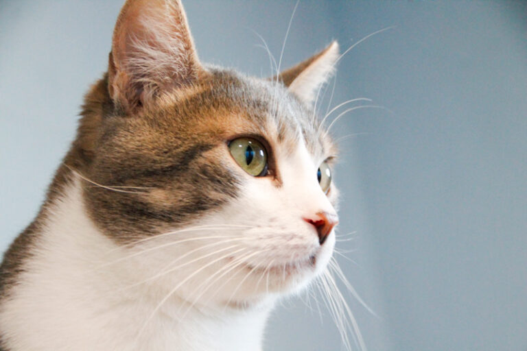 multimedia-foto55575-130-1