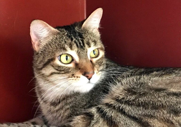 multimedia-foto55579-343-1