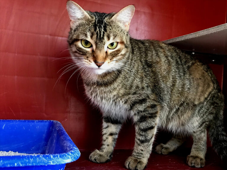 multimedia-foto55580-343-1