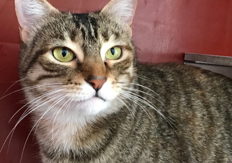 multimedia-foto55582-343-1