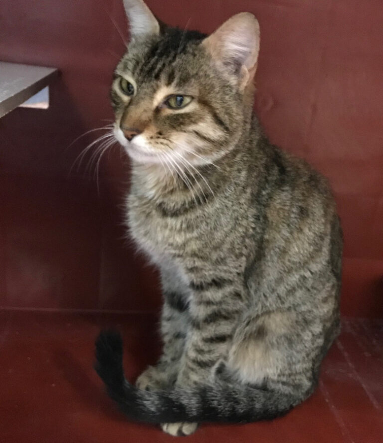 multimedia-foto55583-343-1