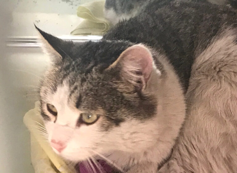 multimedia-foto55600-372-1