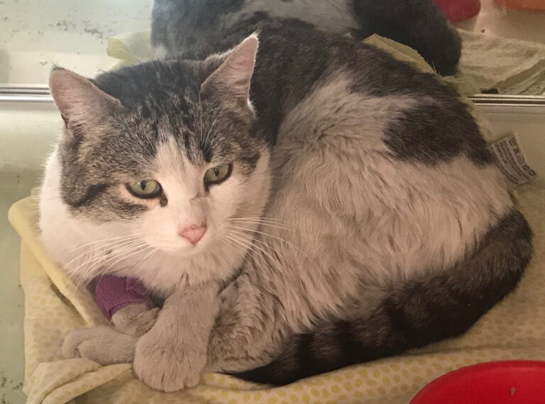 multimedia-foto55601-372-1