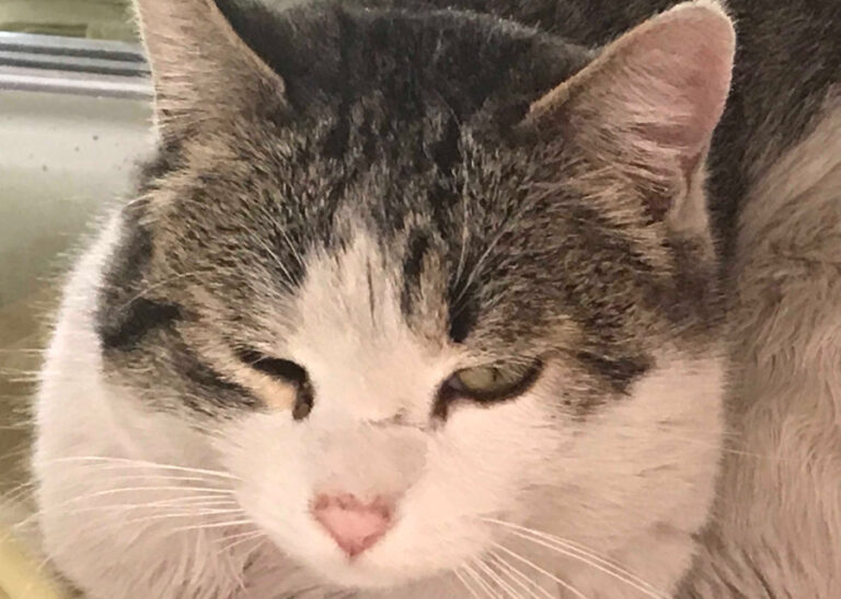 multimedia-foto55602-372-1