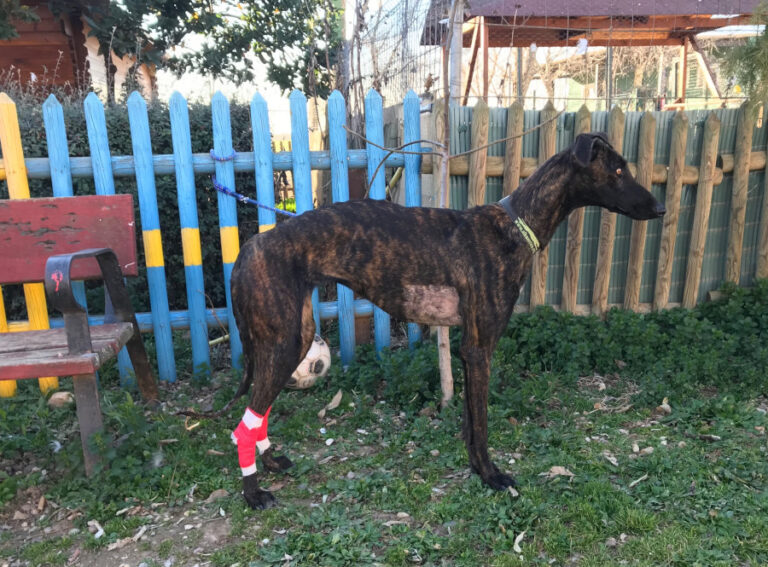 multimedia-foto55620-410-1