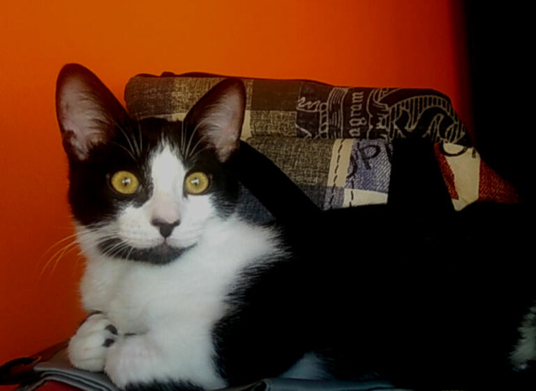 multimedia-foto55631-175-1