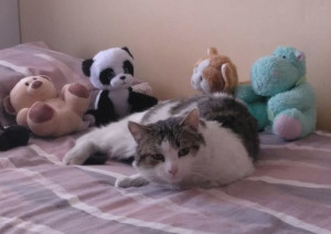 multimedia-foto55633-300-1