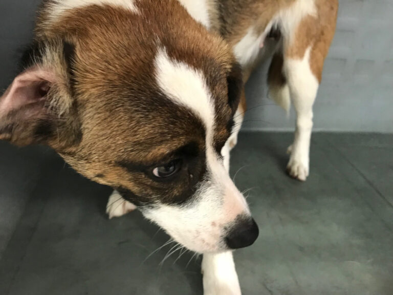 multimedia-foto55636-387-1