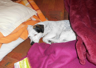 multimedia-foto55639-406-1