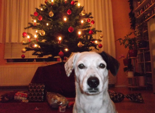 multimedia-foto55640-406-1