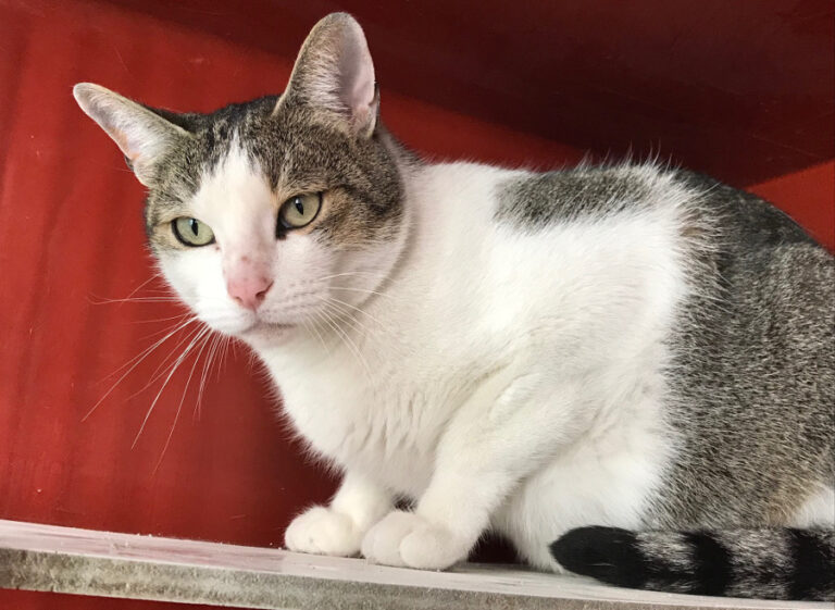 multimedia-foto55642-890-1